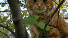 Trees cats Animals leaves