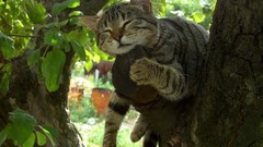 Trees cats Animals leaves