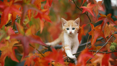 Trees cats blue eyes