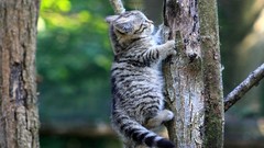 Trees cats funny