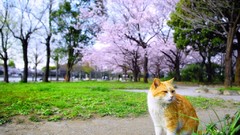 Trees cats orange grass