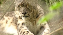 Trees cats snow leopards