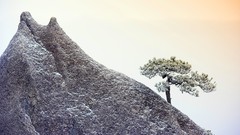 Trees China monochrome pine trees