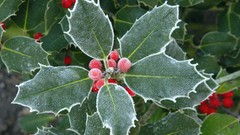 Trees Christmas Plants