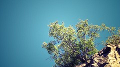 Trees cliffs skyscapes deserts