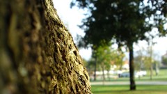 Trees close-up depth of field