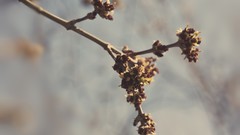 Trees close-up nature