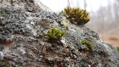 Trees close-up outdoors