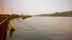 Trees close-up Wood lakes