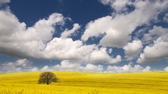 Trees clouds air fields skyscapes