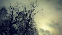 Trees clouds Birds flora