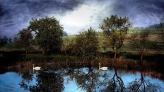 Trees clouds Birds Swans