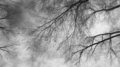 Trees clouds black and white branches skies