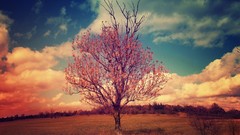 Trees clouds fields skies