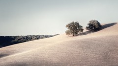 Trees clouds fields skies