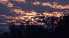 Trees clouds land evening skyscapes