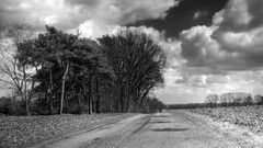 Trees clouds monochrome paths grayscale