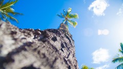 Trees clouds palm trees depth of field worms eye view