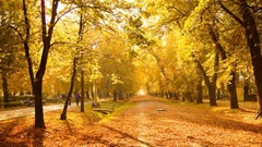 Trees clouds skies scenic