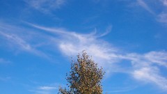 Trees clouds skyscapes