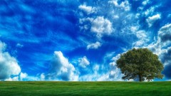Trees clouds skyscapes