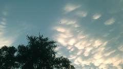 Trees clouds skyscapes mammatus