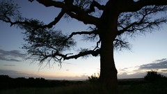 Trees clouds window the sky skies