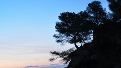 Trees coast morning silhouettes