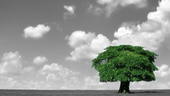 Trees colors splashes color splash