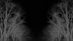 Trees dark