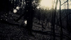 Trees dark autumn sunlight forests light bulbs