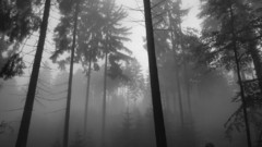 Trees dark forest smokes grey creepy foggy