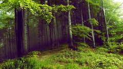 Trees dark Green mysterious forests