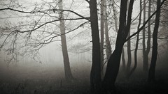 Trees dark mist