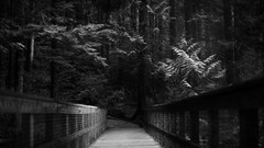 Trees dark monochrome paths forests