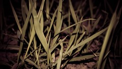 Trees dark night old