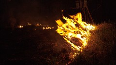 Trees dark night old