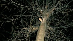 Trees dark night old