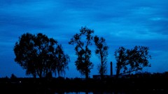 Trees dark night Russia