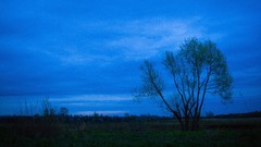 Trees dark night Russia