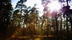 Trees dark old Russia