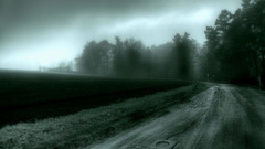 Trees dark roads mist