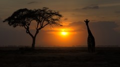 Trees dawn Giraffes silhouettes