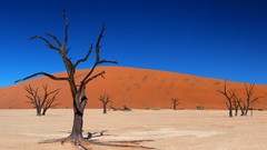 Trees dead deserts