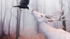 Trees deer crows forests albino Photo manipulation digital art