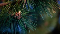 Trees depth of field