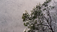 Trees depth of field