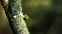 Trees depth of field