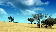 Trees deserts skyscapes