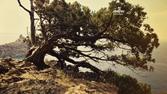 Trees Desktopography